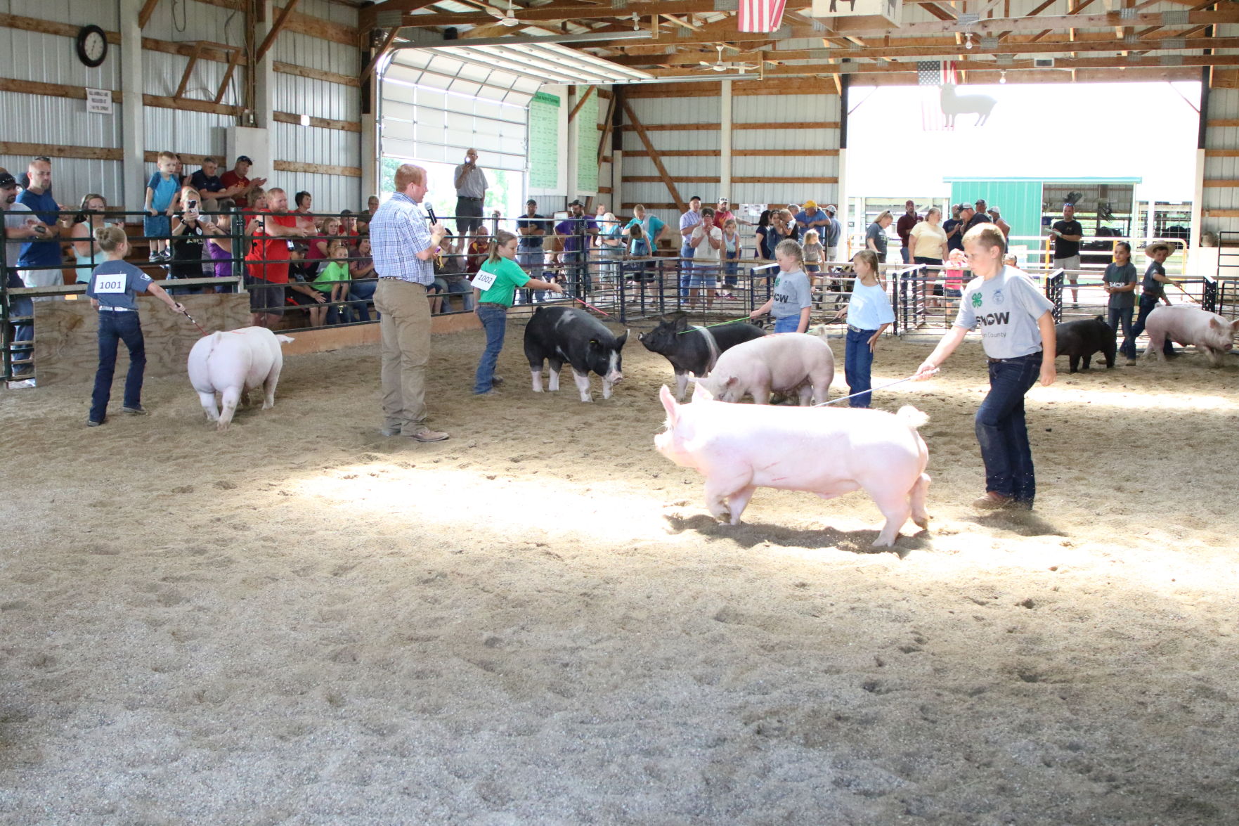Pig Show (1).JPG